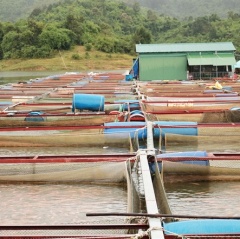 Nghề nuôi cá thu tiền tỷ ở vùng xa Lâm Đồng